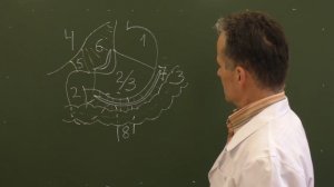 Схема резекции желудка по Бильрот II