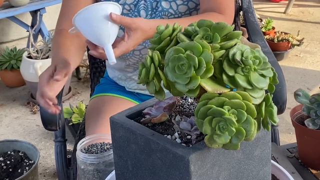 Succulent arrangement. Aeonium topiary. смотреть онлайн