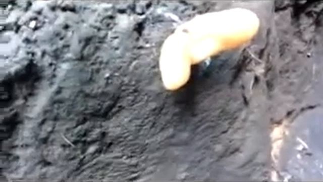 Грибы курят смотреть онлайн