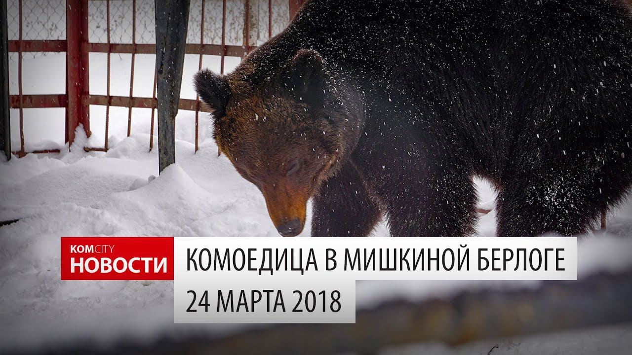 Komcity Новости — Комоедица в «Мишкиной берлоге», 24 марта 2018 смотреть онлайн