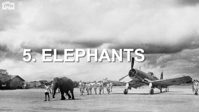 Top 7 animals in war over 100 years | How did animals help in wartime? смотреть онлайн