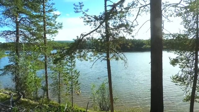 45км. по Тайге с собакой. Дальняя Изба. смотреть онлайн