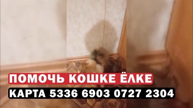 Новогоднее чудо для Ёлки