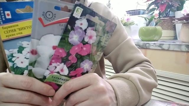 Катарантус (барвинок). смотреть онлайн