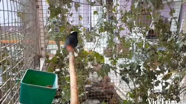 Водяная горихвостка Chaimarrornis leucocephalus смотреть онлайн