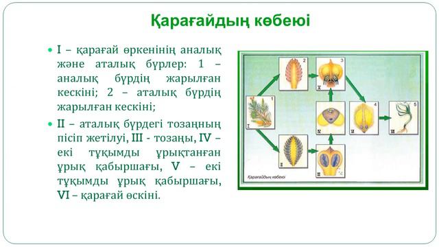 Ашық, жабықтұқымды өсімдіктердің тіршілік циклі. 8 класс. Биология (слайдшоу, презентация сабақ) смотреть онлайн