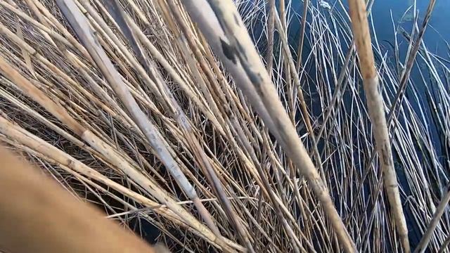 Охота на весеннего селезня 2023 смотреть онлайн