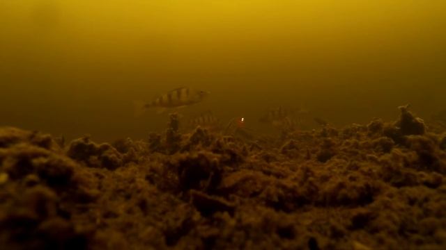 Ловля окуня на мормышку подлёдные съёмки