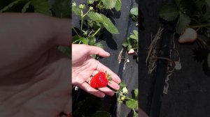 Итальянский сорт клубника Прими, весенняя посадка Ферма "Омская Ягода"