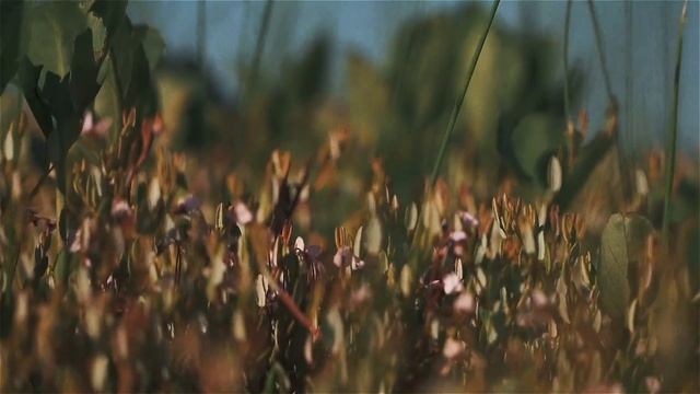 Бежаницы. Псковская область смотреть онлайн