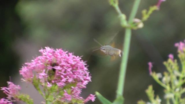 Il pasto del Lepidottero [ PANASONIC HDC TM900 Excellent Video Camera ] смотреть онлайн