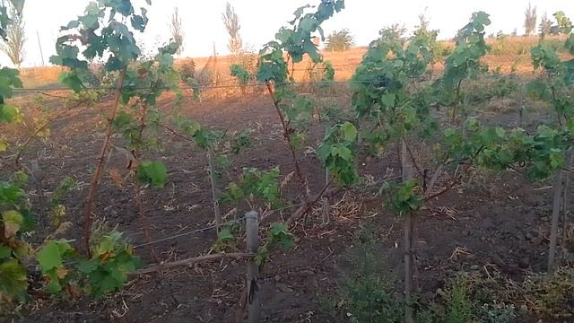 притча про Томаса Едісона смотреть онлайн