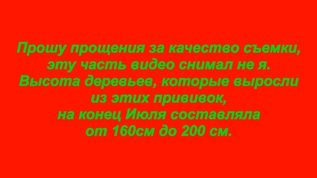КРАСНОЛИСТНАЯ АЛЫЧА ПИССАРДИ. РЕЗУЛЬТАТ ПРИВИВКИ смотреть онлайн