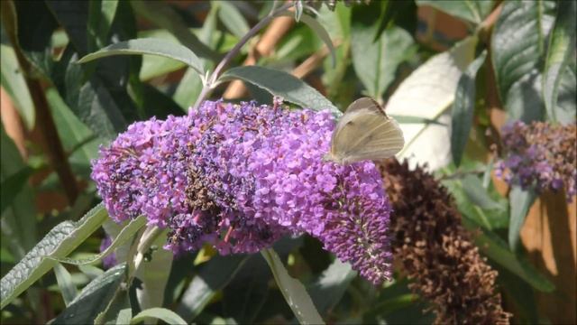 Buddleia - The Butterfly Bush and Why You Should Plant One in Your Garden смотреть онлайн