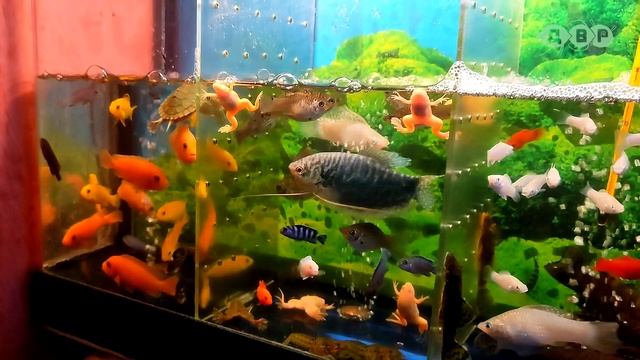 Один из магазинов на ЗООРЫНКЕ! смотреть онлайн