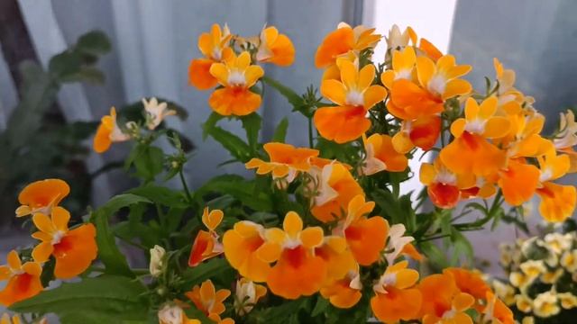 Немезия семенная "Триумф"и вегетативная.#немезия смотреть онлайн