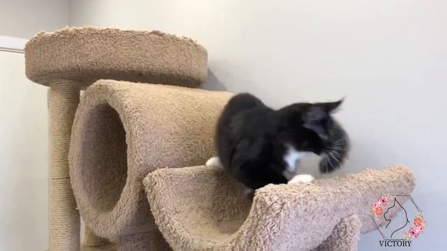 Бонапарт готов завоевать Ваше сердце! смотреть онлайн