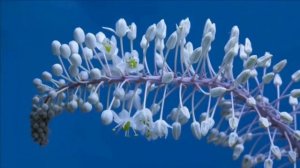 Распускающиеся цветы для прекрасного настроения и весны в душе!