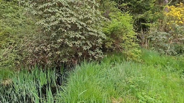 Прогулка в Рододендроновый Парк Seleger Moor Швейцария смотреть онлайн