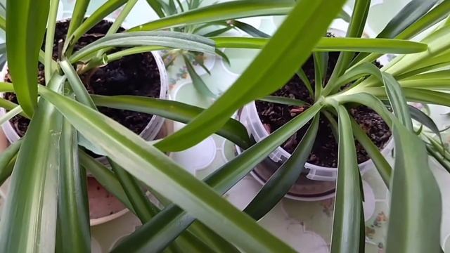 Хлорофитум. Какая польза для человека. Как ухаживать за цветком. смотреть онлайн