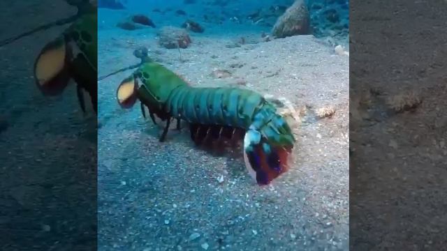 Цвета этого креветки-богомола Абсолютно одно из самых очаровательных морских существ на Земле! смотреть онлайн