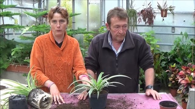 Tuto Jardinage: Chlorophytum: Comment Faire L'Entretien Et L'arrosage: Plantes Vertes D'intérieur