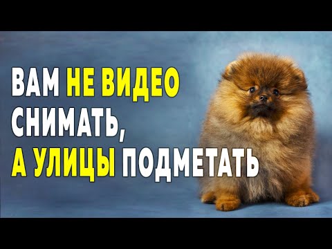 Щенкам шпица 81 день. Голая шпиц Бэлла