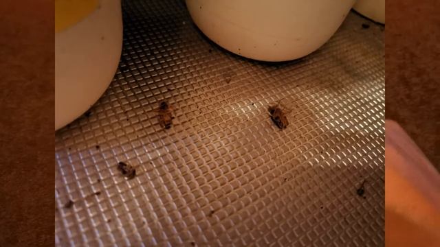 ДОХЛОКС ! ВОТ КАК ИЗБАВИТЬСЯ ОТ ТАРАКАНОВ смотреть онлайн