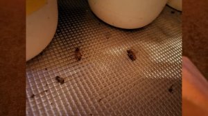 ДОХЛОКС ! ВОТ КАК ИЗБАВИТЬСЯ ОТ ТАРАКАНОВ