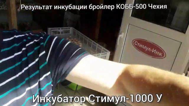 Результат инкубации бройлеров КОББ-500 в инкубаторе Стимул-1000МУ смотреть онлайн