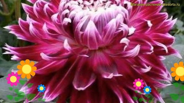 Георгина махровая Ванкоувер. Краткий обзор, описание характеристик dáhlia variabilis Vancouver смотреть онлайн