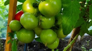 Характеристики и описание гибрида томатов Оля F1