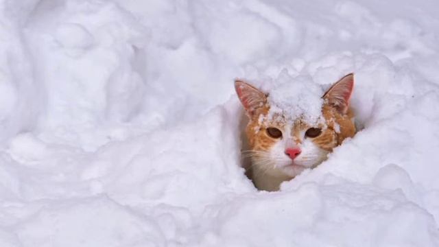 АБЕЛАРДО - СНЕГ смотреть онлайн