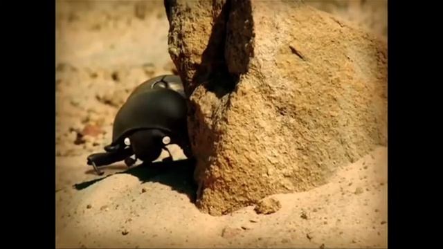 Minuscule: the dung beetle battle смотреть онлайн