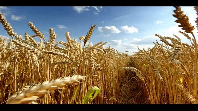 Церковь города Бельцы Ковчег 28 февраля смотреть онлайн