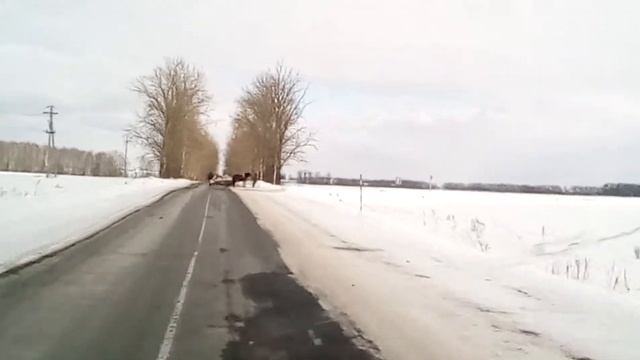 Лошадь с санями по асфальту смотреть онлайн