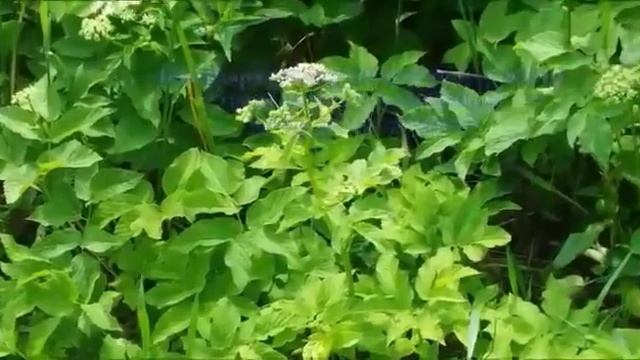 Сныть, снитка, снедь-трава смотреть онлайн