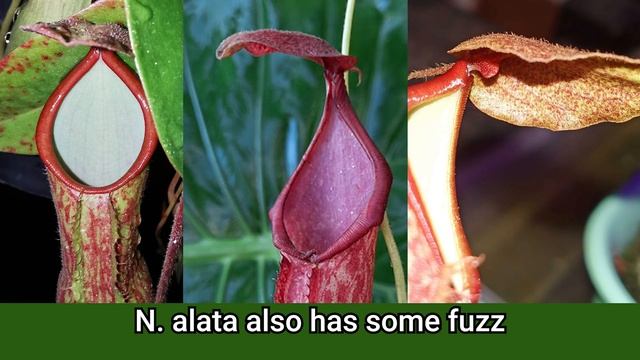 ?  Nepenthes Alata Versus Nepenthes Ventrata (don't Be Fooled By Garden Centers)