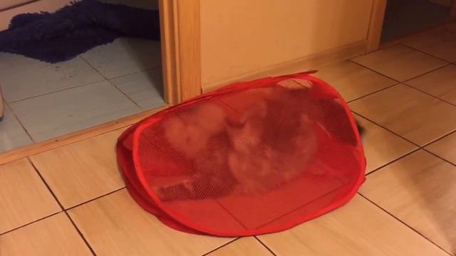 Мейн Кун Шэри играет с сеткой ))) смотреть онлайн