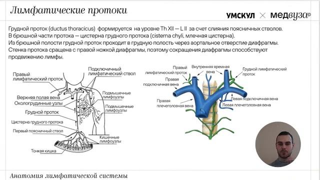 Лимфатическая система | Нормальная анатомия | Медвуза смотреть онлайн