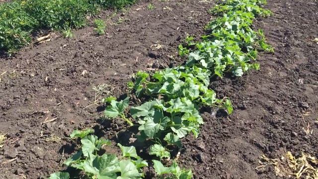 Гигантская ботва на дыне Пиель де Сапо. смотреть онлайн