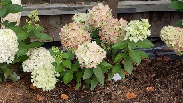 20 августа 2023 г. ???‼️‼️‼️Первый сезон в моем саду/ 6 сортов??? смотреть онлайн