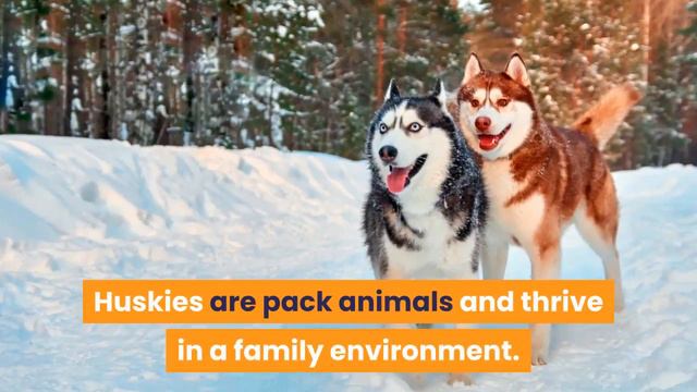 Red Siberian Husky: What You Need Know About This Dog Breed смотреть онлайн