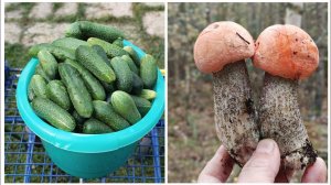 Продолжаем сбор грибов и огурцов