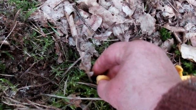 Белые грибы, подосиновики, подберезовики, моховики, желтая и черная лисички. смотреть онлайн