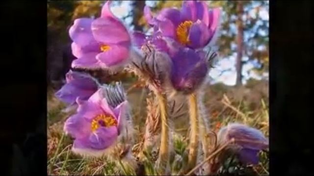 Якутская песня "Ньюргуhуннар"(Подснежники смотреть онлайн
