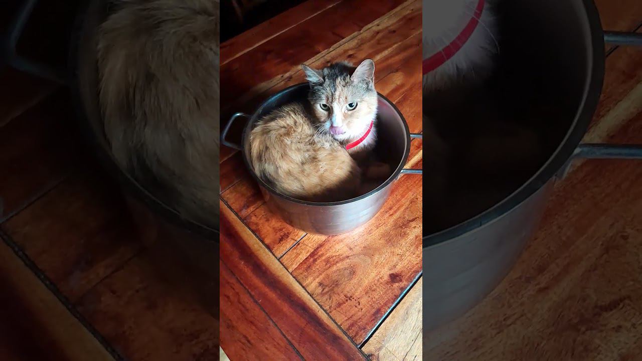 Кошка в Шоке смотреть онлайн