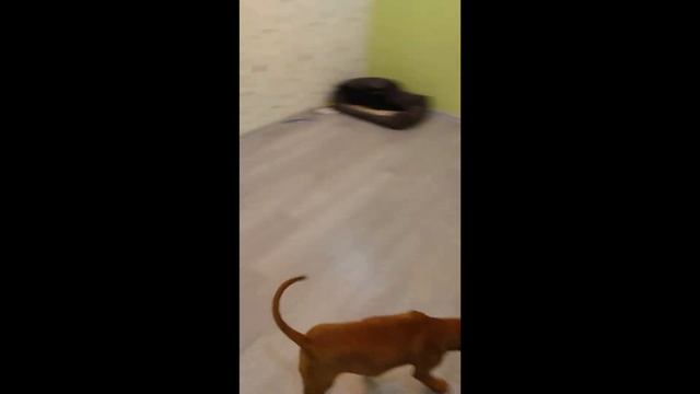 Дракончик Кирюша сплошной позитивчик )) !!!!! Питбуль Кирюша/ питбули драгон лайв щенки. смотреть онлайн