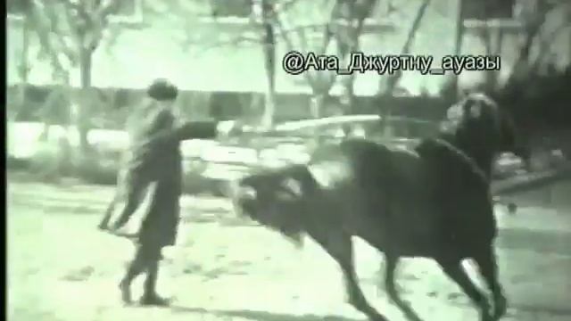 Карачаевская порода лошадей. Карачаевский конный завод №168 смотреть онлайн