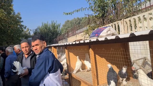 Андижанский Высоко Летные Бойни Голуби смотреть онлайн